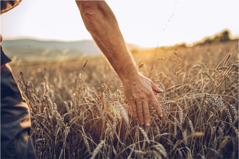 Woman wearing a ring running her hand over a field of wheat.