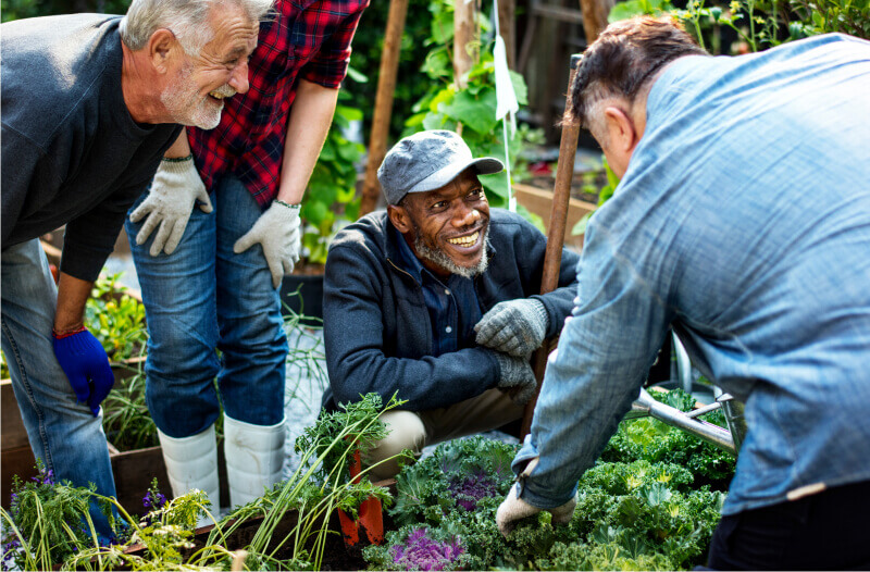 Group of men smiling while working together in a vegetable garden.